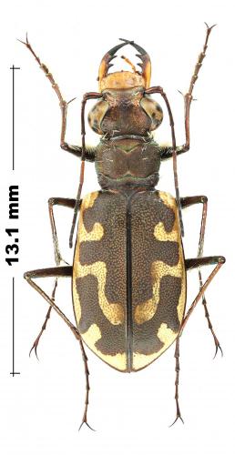 Cicindela hirticollis